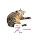猫のちびちゃんとめめごん（個別スタンプ：10）