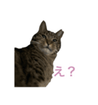 猫のちびちゃんとめめごん（個別スタンプ：11）