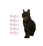 猫のちびちゃんとめめごん（個別スタンプ：12）