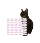 猫のちびちゃんとめめごん（個別スタンプ：13）