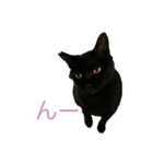 猫のちびちゃんとめめごん（個別スタンプ：14）