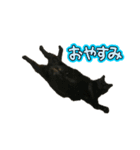 猫のちびちゃんとめめごん（個別スタンプ：15）