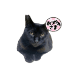 猫のちびちゃんとめめごん（個別スタンプ：16）