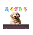 ゴールデンレトリバー子犬スタンプ（個別スタンプ：4）