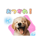 ゴールデンレトリバー子犬スタンプ（個別スタンプ：6）