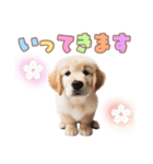 ゴールデンレトリバー子犬スタンプ（個別スタンプ：8）