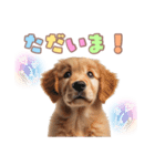 ゴールデンレトリバー子犬スタンプ（個別スタンプ：9）