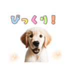 ゴールデンレトリバー子犬スタンプ（個別スタンプ：19）