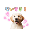 ゴールデンレトリバー子犬スタンプ（個別スタンプ：23）