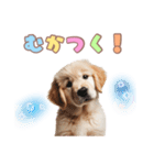 ゴールデンレトリバー子犬スタンプ（個別スタンプ：26）