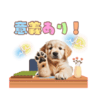 ゴールデンレトリバー子犬スタンプ（個別スタンプ：33）