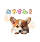 日常で使えるコーギーの子犬スタンプ（個別スタンプ：3）