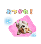 日常で使えるコーギーの子犬スタンプ（個別スタンプ：6）