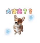 日常で使えるコーギーの子犬スタンプ（個別スタンプ：17）