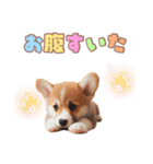 日常で使えるコーギーの子犬スタンプ（個別スタンプ：20）