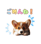 日常で使えるコーギーの子犬スタンプ（個別スタンプ：22）