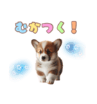 日常で使えるコーギーの子犬スタンプ（個別スタンプ：25）