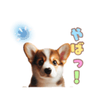 日常で使えるコーギーの子犬スタンプ（個別スタンプ：27）