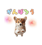 日常で使えるコーギーの子犬スタンプ（個別スタンプ：28）