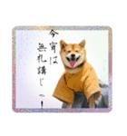 サムライ柴犬武士語スタンプ（個別スタンプ：3）