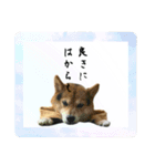 サムライ柴犬武士語スタンプ（個別スタンプ：4）