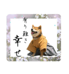 サムライ柴犬武士語スタンプ（個別スタンプ：6）