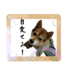 サムライ柴犬武士語スタンプ（個別スタンプ：7）