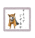 サムライ柴犬武士語スタンプ（個別スタンプ：10）