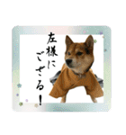 サムライ柴犬武士語スタンプ（個別スタンプ：11）