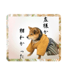 サムライ柴犬武士語スタンプ（個別スタンプ：12）