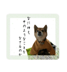 サムライ柴犬武士語スタンプ（個別スタンプ：13）