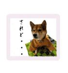 サムライ柴犬武士語スタンプ（個別スタンプ：14）