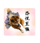 サムライ柴犬武士語スタンプ（個別スタンプ：15）