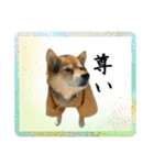 サムライ柴犬武士語スタンプ（個別スタンプ：16）