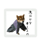 サムライ柴犬武士語スタンプ（個別スタンプ：17）