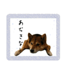 サムライ柴犬武士語スタンプ（個別スタンプ：18）