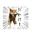 サムライ柴犬武士語スタンプ（個別スタンプ：21）