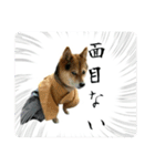 サムライ柴犬武士語スタンプ（個別スタンプ：22）