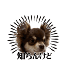 むにまる君（個別スタンプ：1）