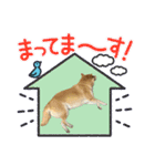 柴犬フミさんの生活（個別スタンプ：3）