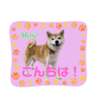 柴犬フミさんの生活（個別スタンプ：7）