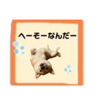 柴犬フミさんの生活（個別スタンプ：8）