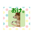 柴犬フミさんの生活（個別スタンプ：9）