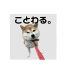 柴犬フミさんの生活（個別スタンプ：10）