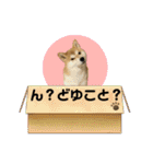 柴犬フミさんの生活（個別スタンプ：12）