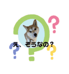 柴犬フミさんの生活（個別スタンプ：13）