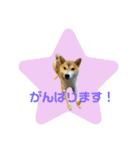 柴犬フミさんの生活（個別スタンプ：15）