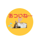 柴犬フミさんの生活（個別スタンプ：18）