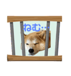 柴犬フミさんの生活（個別スタンプ：21）