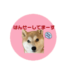 柴犬フミさんの生活（個別スタンプ：22）